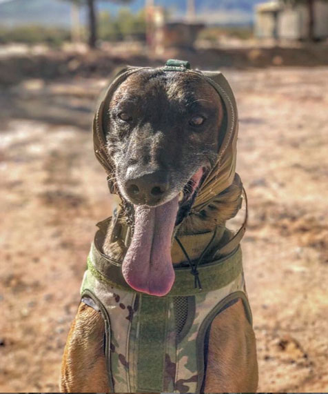 Military working dog models the Canine Auditory Protection System