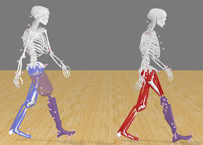 Computer modeling compares walking mechanics