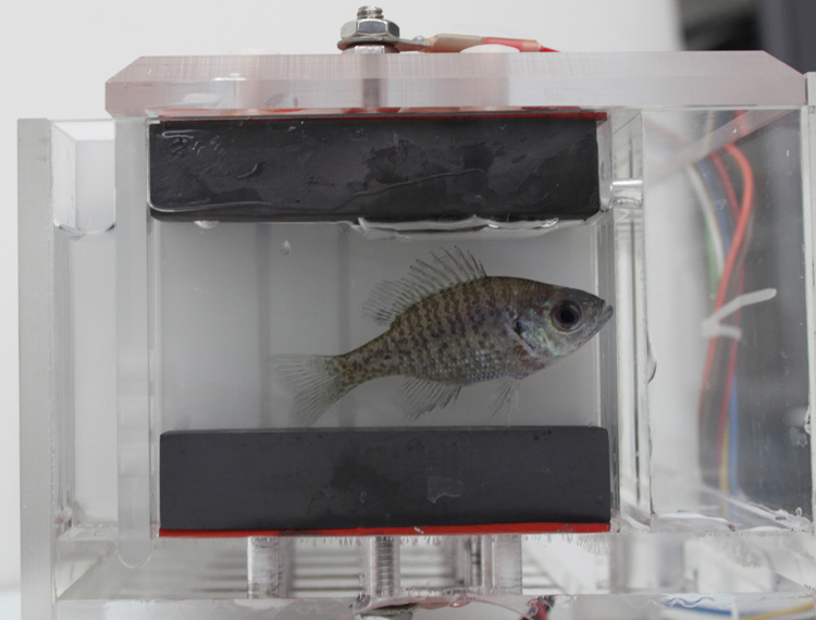 One of eight bluegills at work in an Aquatic Biomonitor chamber